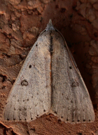 Dead-wood Borer